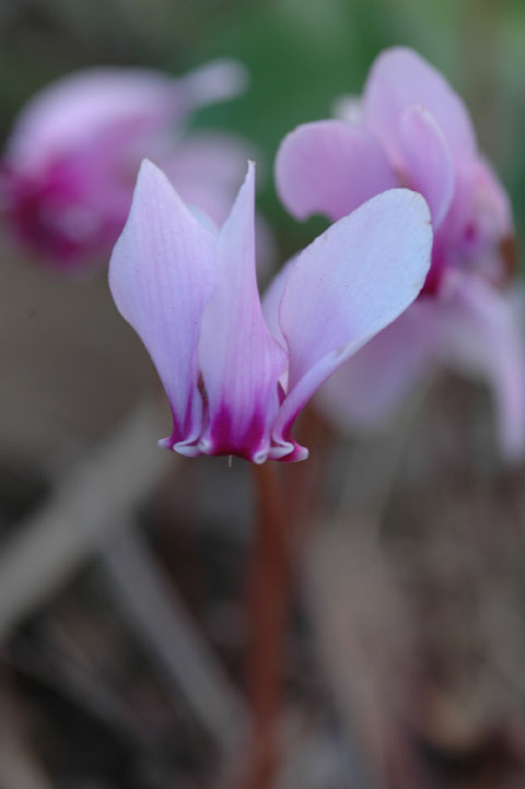 Cyclamen hederifolium / Ciclamino napoletano